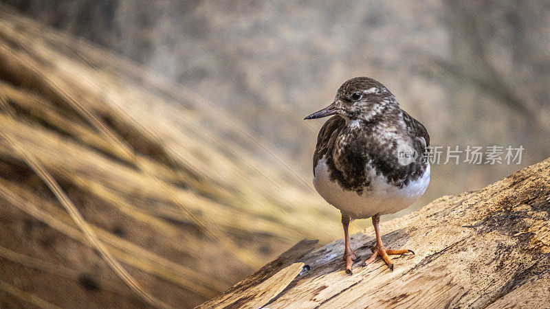 有领turnstone， (Arenaria解释)，红色turnstone在冬天的羽毛。